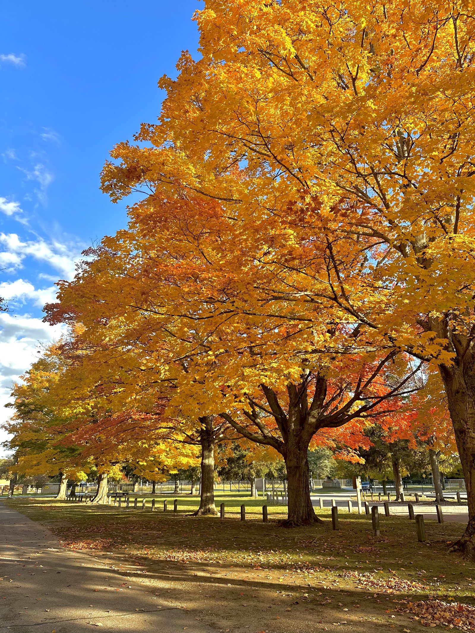 A golden autumn tree against a clear sky, the season quietly turning